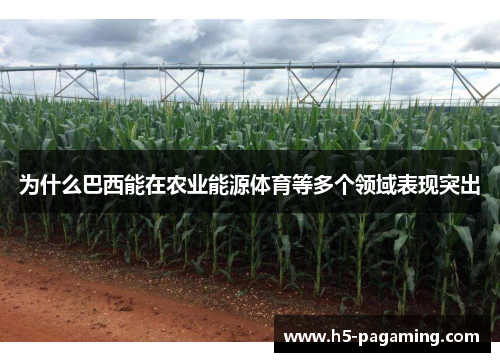 为什么巴西能在农业能源体育等多个领域表现突出